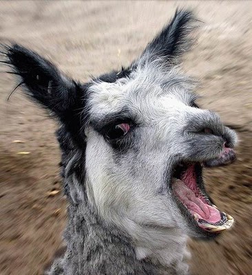 Angry Animal 12