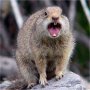 Angry Animal 13