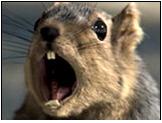 Angry Animal 2