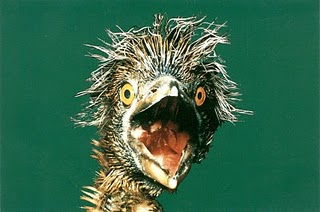 Angry Animal 5