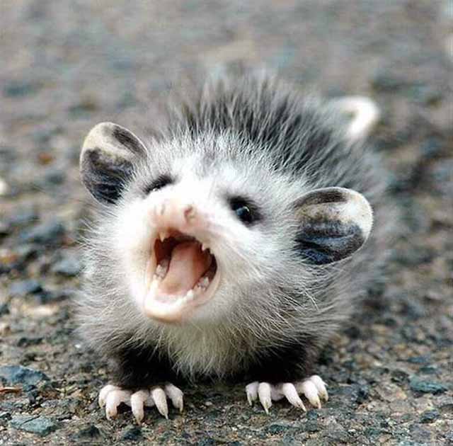 Angry Animal 6