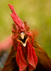 Angry Animal 8