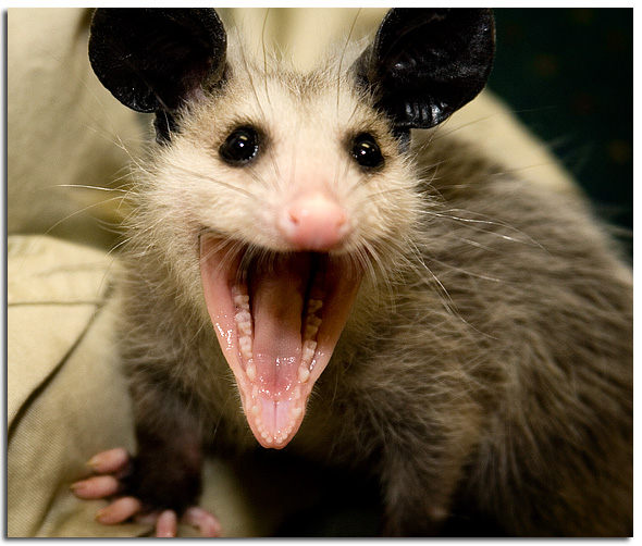 Angry Animal 9