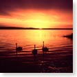 Trumpeter swans at sunset