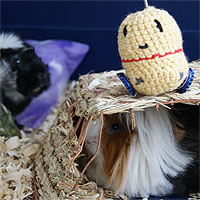 knitted robot on guinea pig